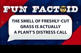 Grass.jpg.62ffcfd511dcc78091b9b5b85101b5af.jpg