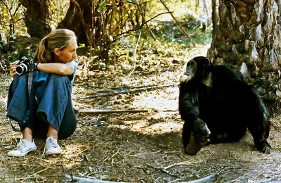 jane-goodall047-73cdc649270242a194886722efb917a8.webp