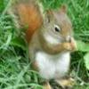 Red Squirrel