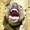 Provoked Pit Bull